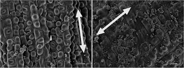 Attēlu rezultāti vaicājumam “Dasytes caeruleus imago”