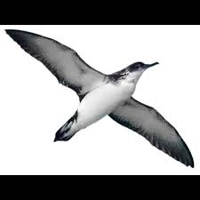 Image result for Puffinus puffinus