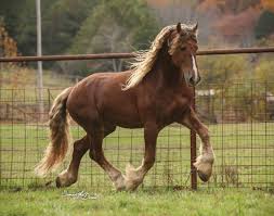 Image result for chestnut friesian