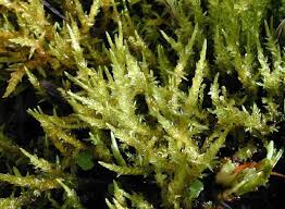 Attēlu rezultāti vaicājumam “Saelania glaucescens sporophyte”