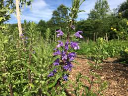 Image result for Dracocephalum moldavicum