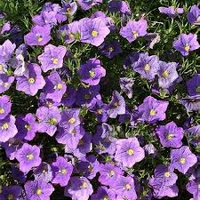 Image result for Nierembergia