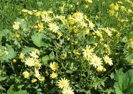 Attēlu rezultāti vaicājumam “Senecio vernalis leaf”