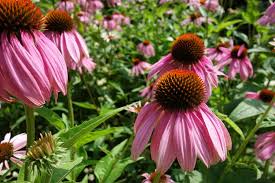 Image result for roter Sonnenhut