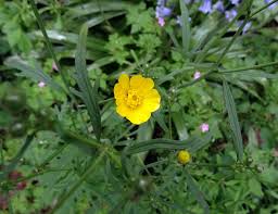 Attēlu rezultāti vaicājumam “Ranunculus auricomus leaf”