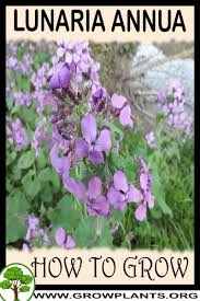 Image result for Lunaria annua