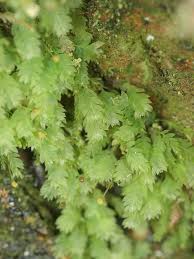 Attēlu rezultāti vaicājumam “Schistostega pennata”