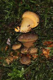 Attēlu rezultāti vaicājumam “Panellus serotinus”