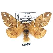 Attēlu rezultāti vaicājumam “Endromidae”