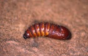 Attēlu rezultāti vaicājumam “Cossus cossus imago”