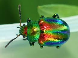 Attēlu rezultāti vaicājumam “Chrysolina fastuosa”