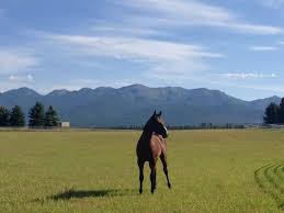 Image result for Pastures Company Of Archers, Mickleover, Derby