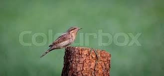 Image result for Jynx torquilla