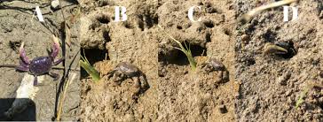 Attēlu rezultāti vaicājumam “Cribraria martinii stalked”