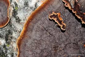 Attēlu rezultāti vaicājumam “Hymenochaete tabacina”