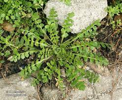 Attēlu rezultāti vaicājumam “Capsella bursa-pastoris leaf”