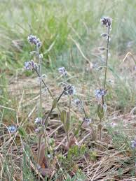 Attēlu rezultāti vaicājumam “Myosotis ramosissima flower”
