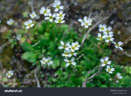Attēlu rezultāti vaicājumam “Erophila verna leaf”