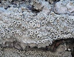 Attēlu rezultāti vaicājumam “Thelotrema lepadinum”