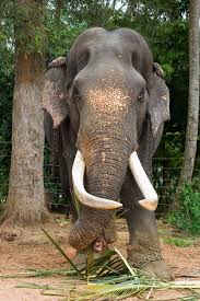 Image result for pinawella