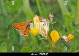 Attēlu rezultāti vaicājumam “Thymelicus sylvestris male”