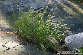 Attēlu rezultāti vaicājumam “Melica nutans”