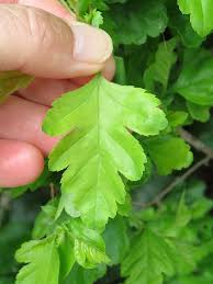Attēlu rezultāti vaicājumam “Crataegus x macrocarpa leaf”