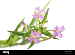 Attēlu rezultāti vaicājumam “Epilobium roseum flower”