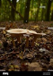 Attēlu rezultāti vaicājumam “Clavulinopsis cinerioides”