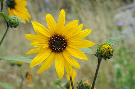 Image result for Helianthus annuus