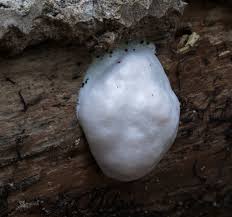 Attēlu rezultāti vaicājumam “Reticularia lycoperdon”