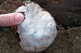 Attēlu rezultāti vaicājumam “Reticularia lycoperdon young”