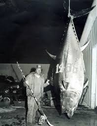 Image result for giant tuna