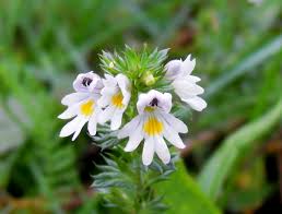 Image result for Euphrasia stricta