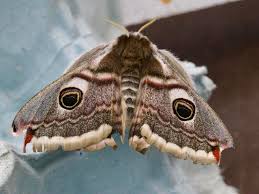 Attēlu rezultāti vaicājumam “Saturnia pavonia female”