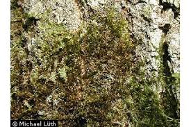 Attēlu rezultāti vaicājumam “Platygyrium repens”