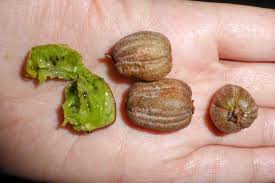 Attēlu rezultāti vaicājumam “Cinna latifolia fruit”