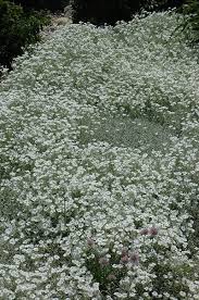 Image result for cerastium tomentosum