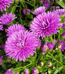 Image result for Aster novi-belgii