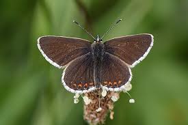 Attēlu rezultāti vaicājumam “Aricia artaxerxes  female”