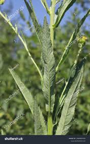 Attēlu rezultāti vaicājumam “Jacobaea paludosa”