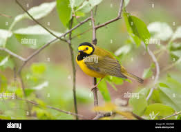 Image result for Wilsonia citrina