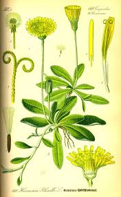 Attēlu rezultāti vaicājumam “Pilosella officinarum bud”