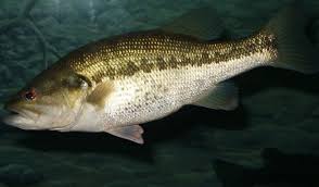 Image result for Micropterus