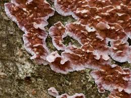 Attēlu rezultāti vaicājumam “Chondrostereum purpureum”