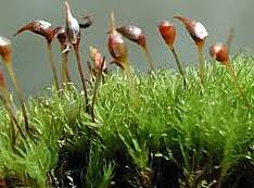 Attēlu rezultāti vaicājumam “Paraleucobryum longifolium sporophyte”