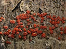 Attēlu rezultāti vaicājumam “Peniophora rufa”