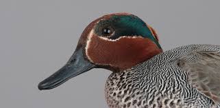 Attēlu rezultāti vaicājumam “Anas crecca”