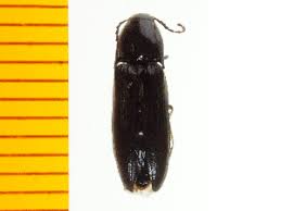 Attēlu rezultāti vaicājumam “Ampedus sp.”