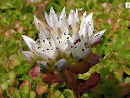 Attēlu rezultāti vaicājumam “Phedimus spurius leaf”